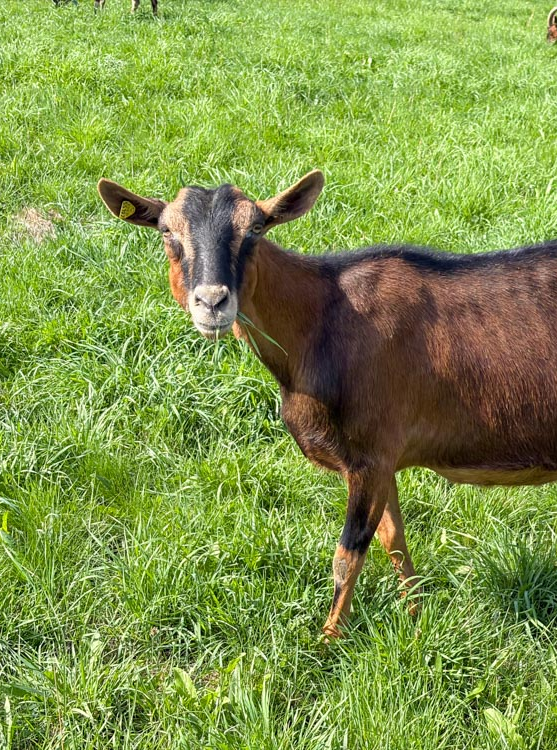 Ziege kaut Gras auf der Weide