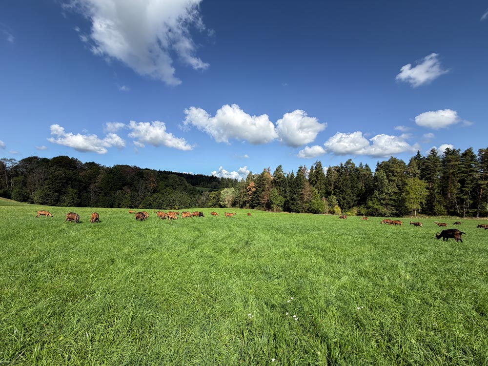 Ziegen auf der Weide vor Wald