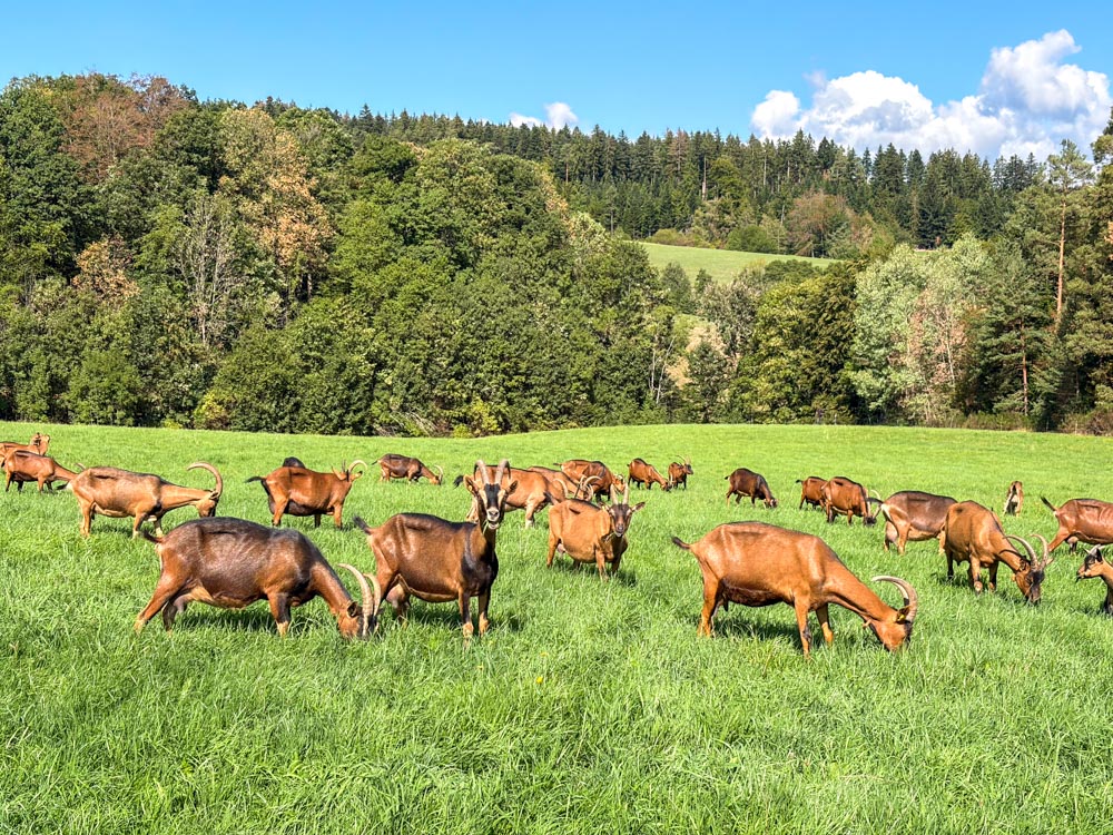 Ziegen auf der Weide