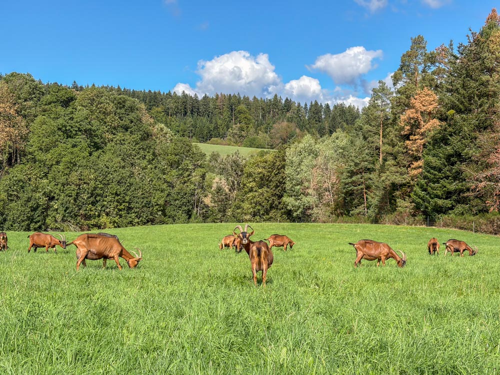 Ziegen auf der Weide