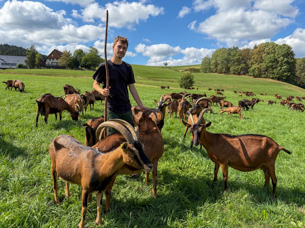 Ziege auf der Weide mit Vincent