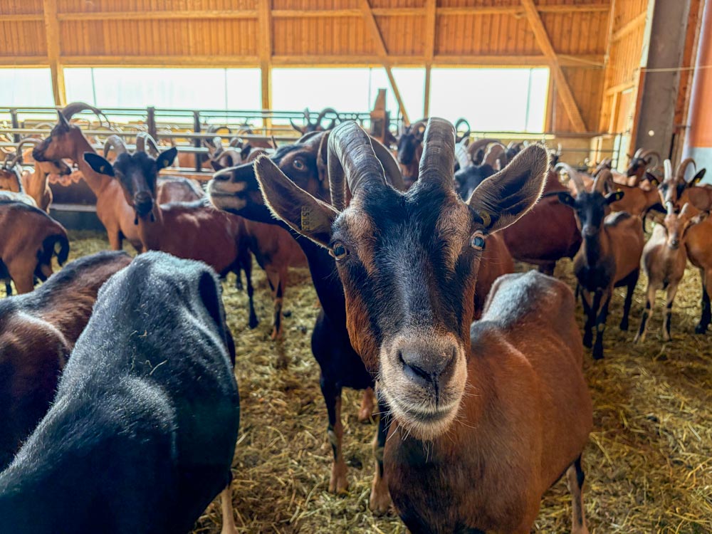 Ziegen im Stall