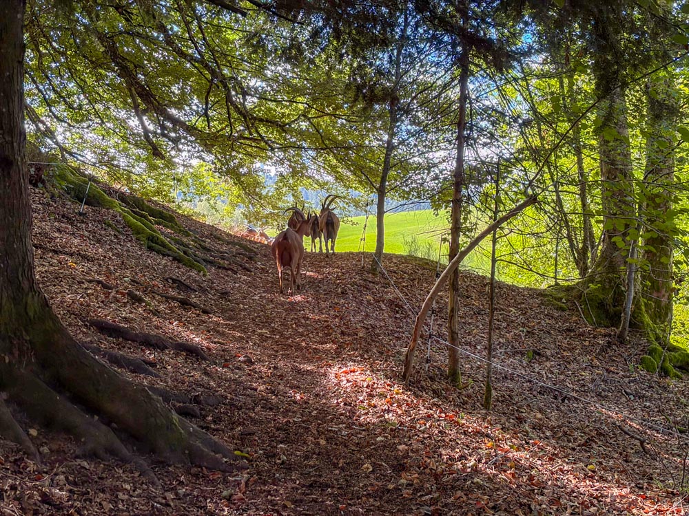 Ziegen laufen durch den Wald auf die Weide
