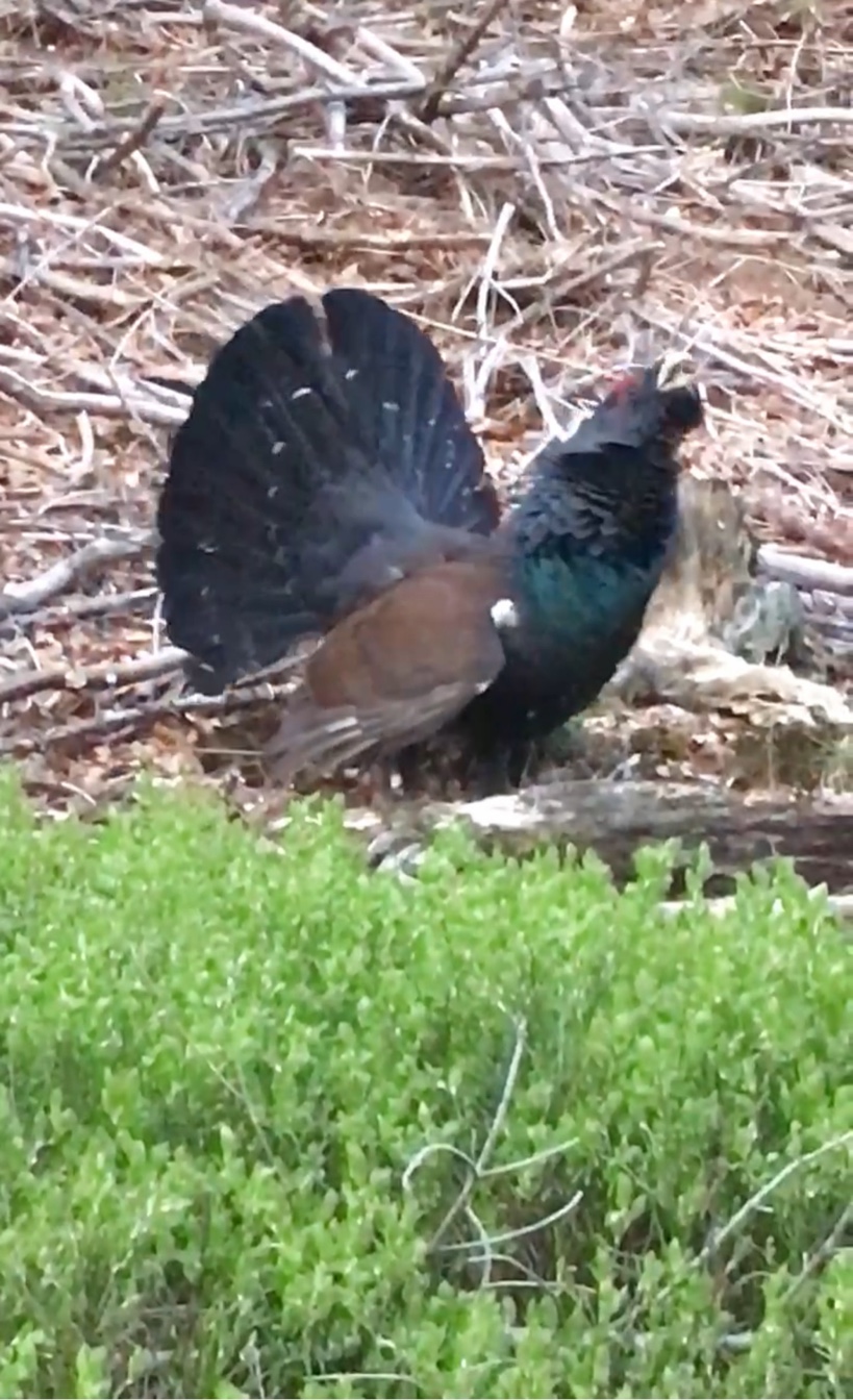 Auerhahn im Wald