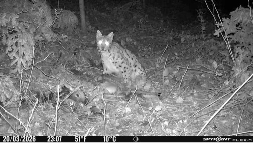 Bild Wildtierkamera Luchs