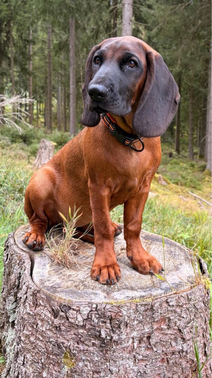 brauner Jagdhund sitzt im Wald auf einem Baumstamm