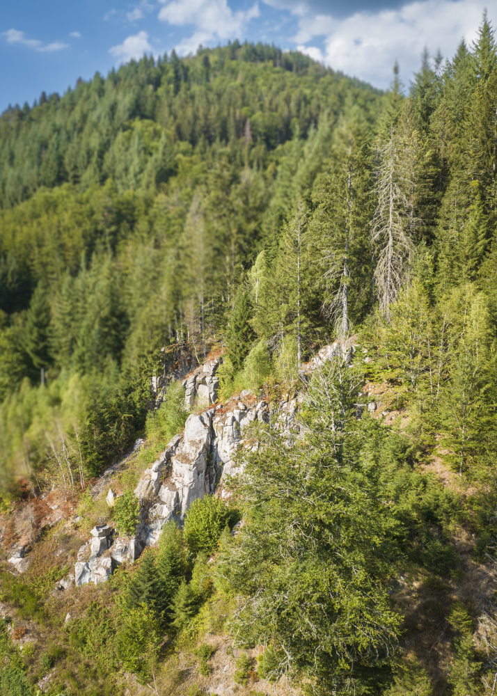 Felsen im Wald
