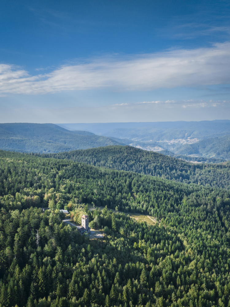 Teufelsmühle Loffenau Turm von Wald umgeben