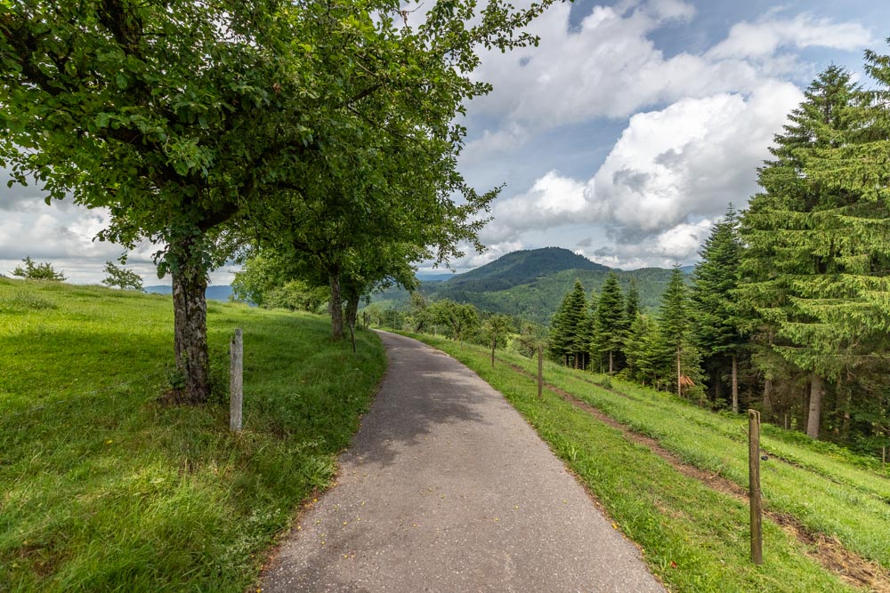 Weg mit Streuobstwiesen, Wald und Wiesen rechts und links.