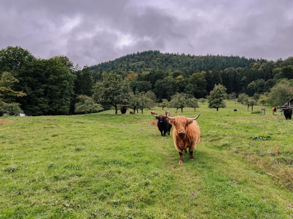 Hochlandrinder auf der Weide
