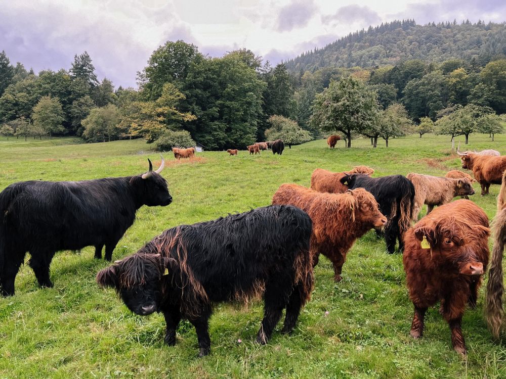 Hochlandrinder auf der Weide