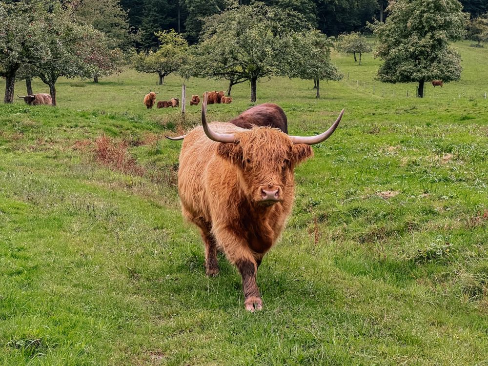 Hochlandrind auf der Weide