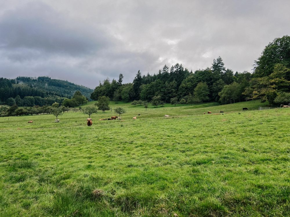 Hochlandrinder auf der Weide