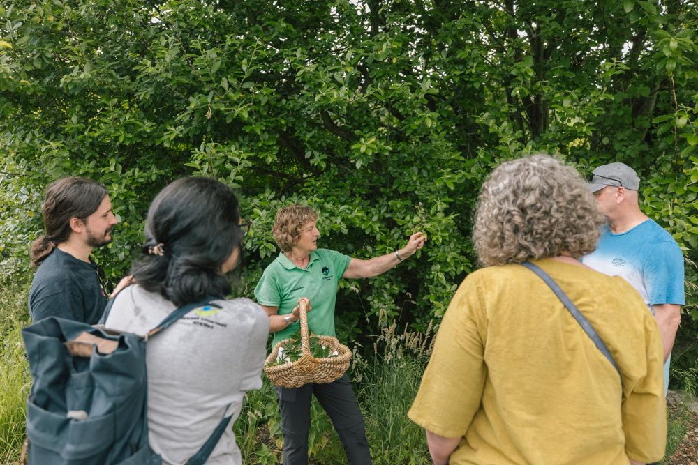 Schwarzwald-Guide erläutert Wildkräuter bei einer Führung.