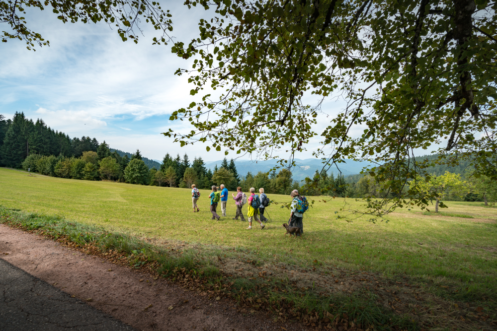 AugenBlick Schiltach, Wandergruppe läuft am Waldrand über eine Wiese