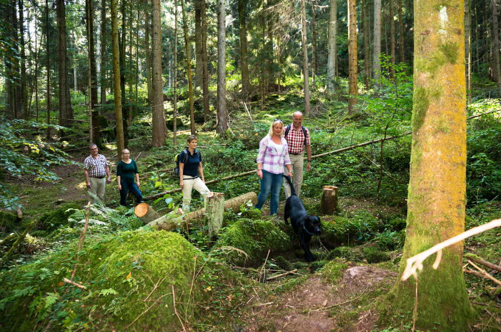 Augenblick Bad Teinach-Zavelstein, Menschen wandern durch den Wald und über Baumstämme.