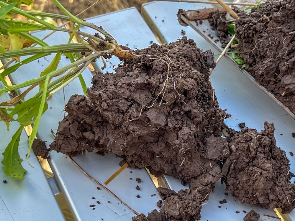 Pflanze mit humusreicher Erde an den Wurzeln.