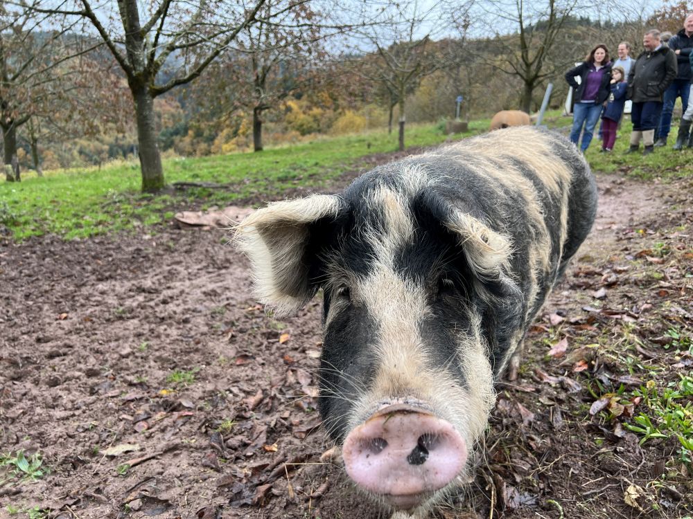 Schwein schaut in die Kamera