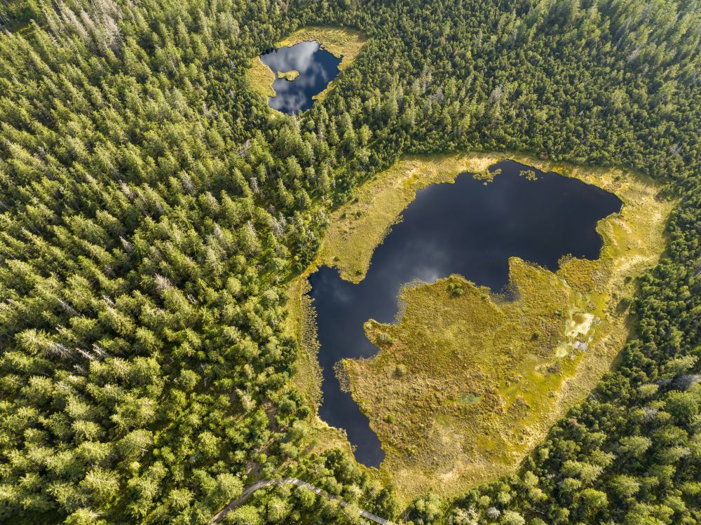 Moorseen auf dem Kaltenbronn