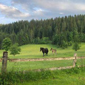 Ein Pferd und ein Fohlen stehen auf einer Wiese vor einem Waldrand.