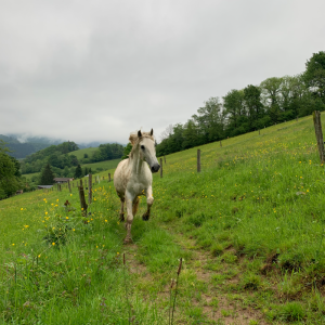 weidemanagement_01_original