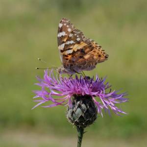distelfalter--vanessa-cardui_50021313633_o_original