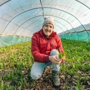 Ein Mann kniet in einem Bärlauch-Feld, das von einem Gewächshaus-Tunnel umgeben ist.