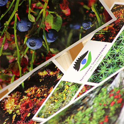 Postkarte - Pflanzen03