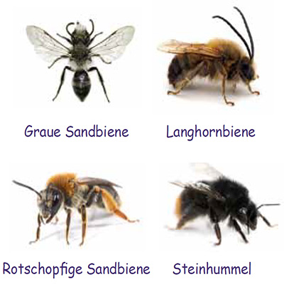 Insektenfibel03