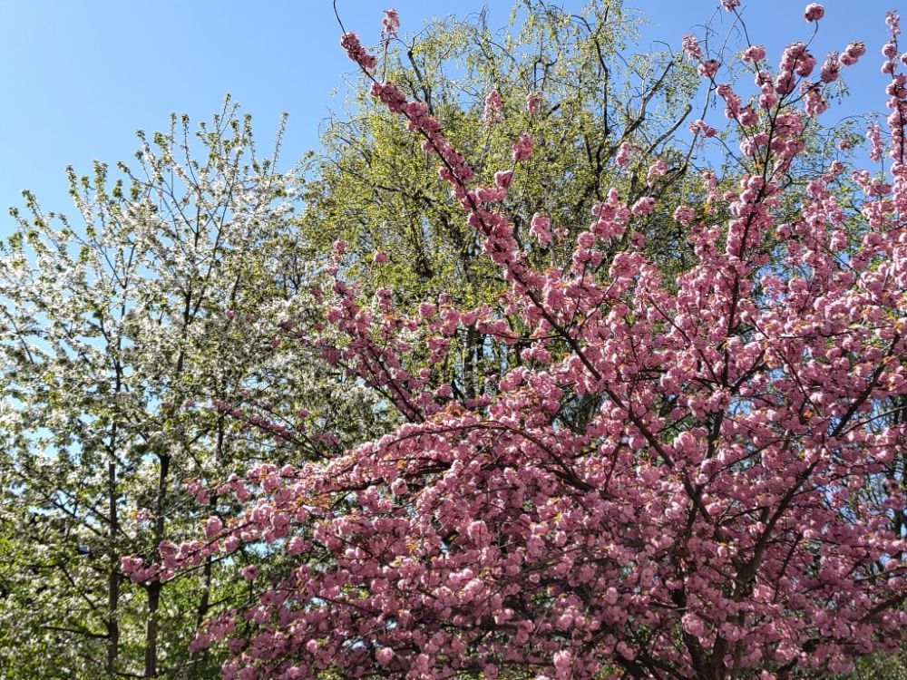 rosa blühender Obstbaum