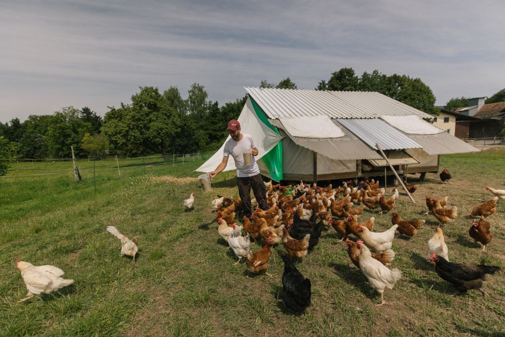 Johannes Lorenz füttert seine Hühner im Freien.