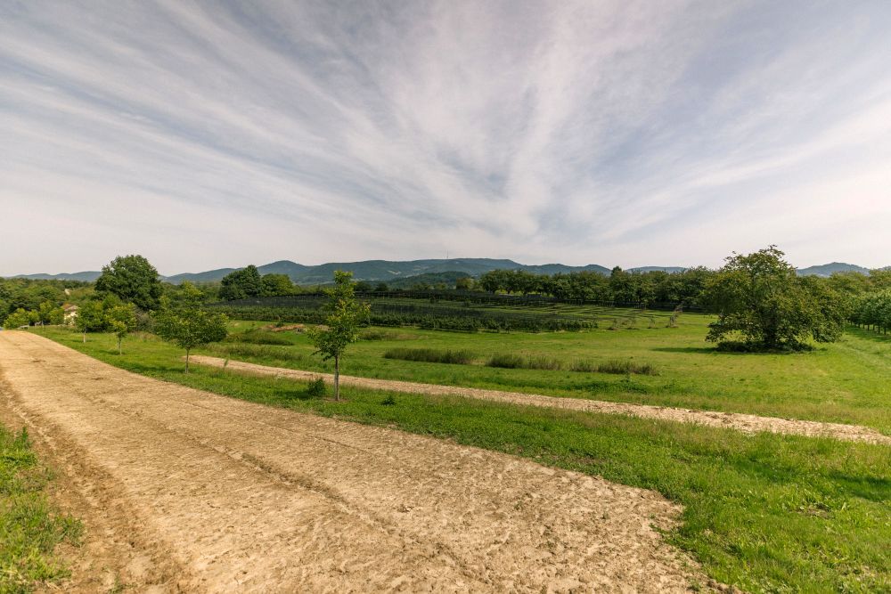 Grünfläche, auf der Agroforst-Strukturen enstehen