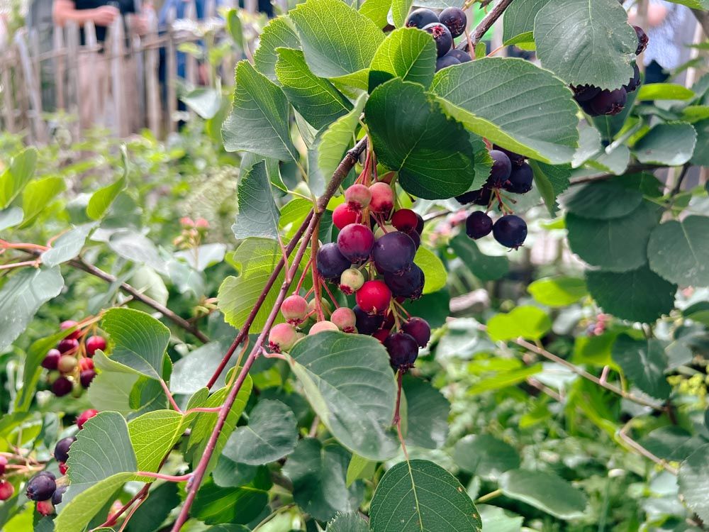 rote Beeren in einem Strauch