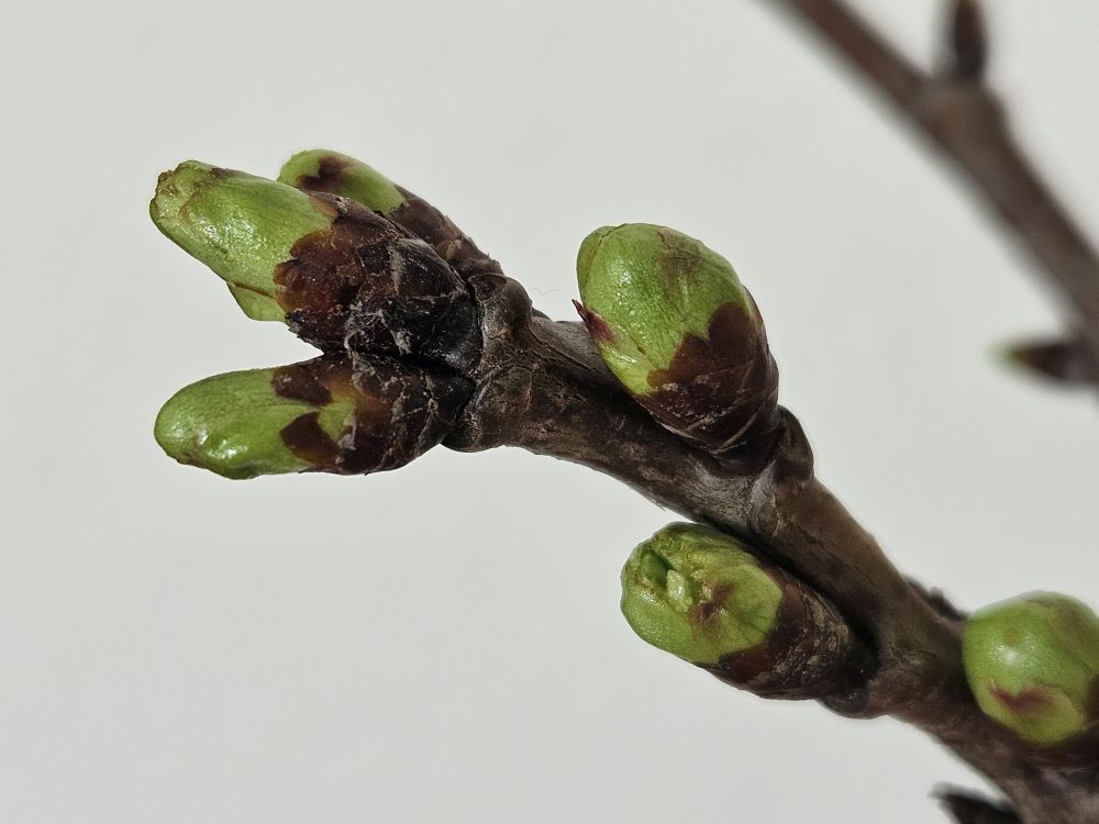 geschlossene Kirschblütenknospen