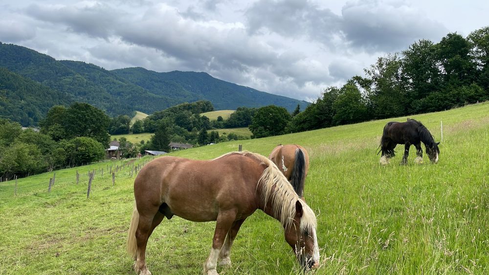 Pferde grasen auf einer Weide im Schwarzwald