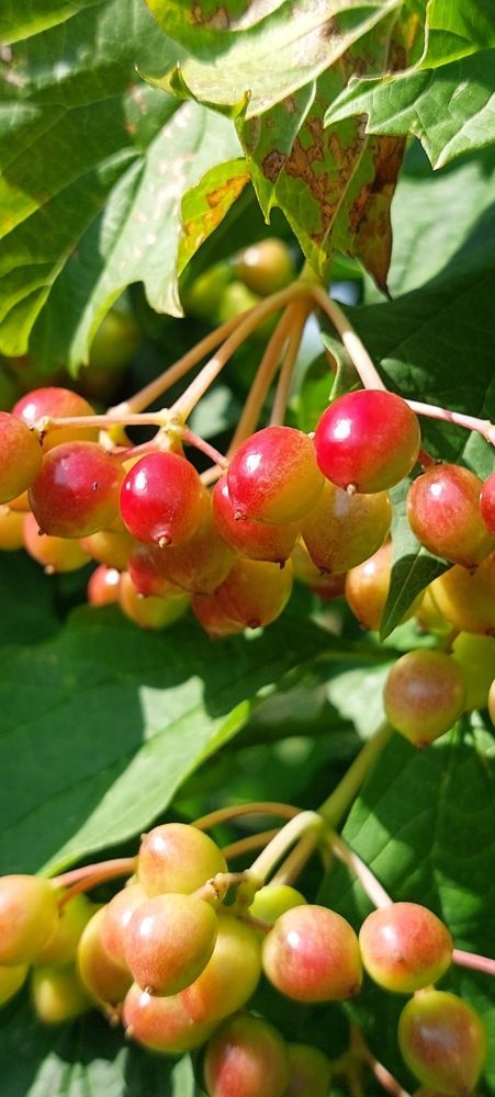rote Beeren