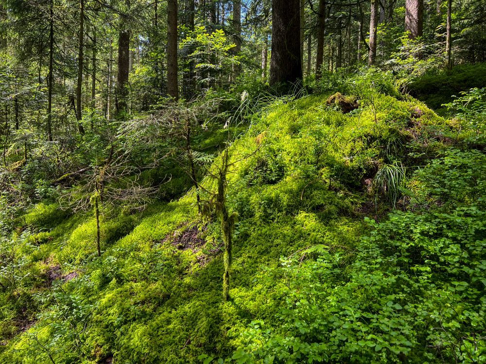 Moosmatten auf dem Waldboden