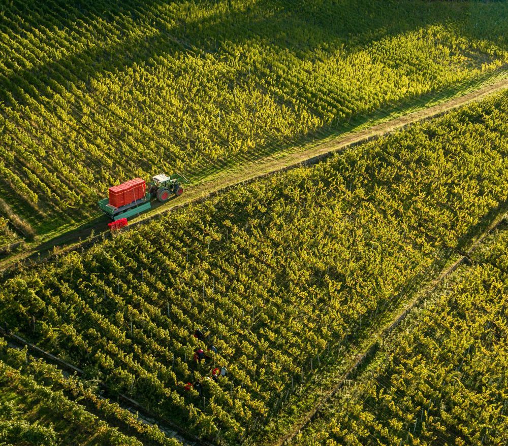 Ein Traktor fährt durch Weinreben - Perspektive von oben