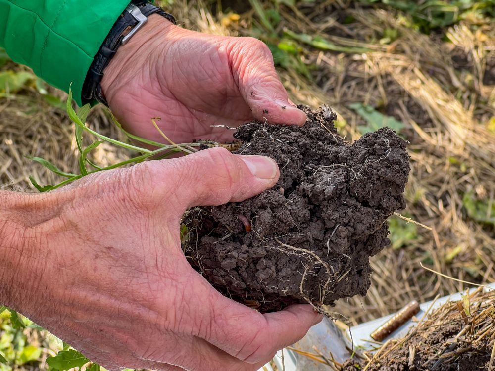 Hände halten humusreiche Erde