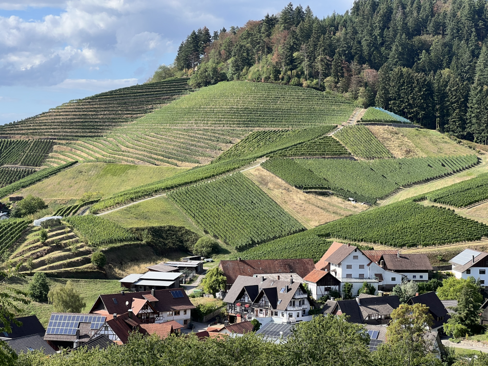Weingut Köninger in der Weinberglandschaft