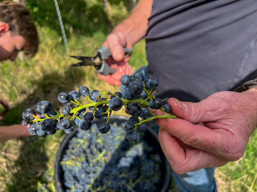 Weintraube