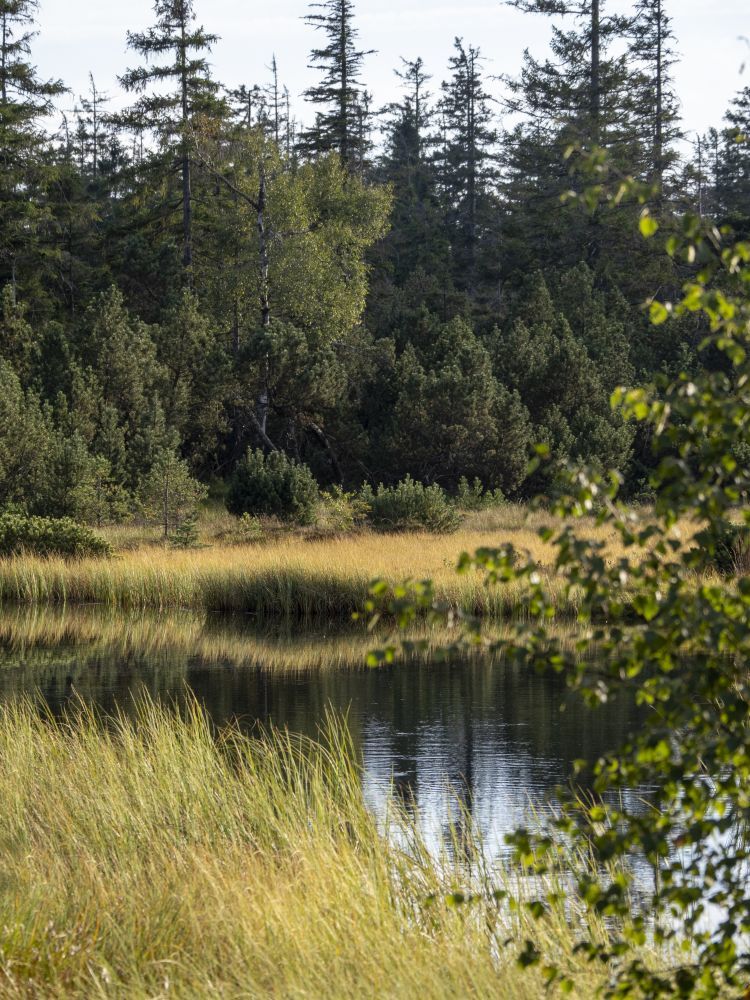 verlandender Moorsee