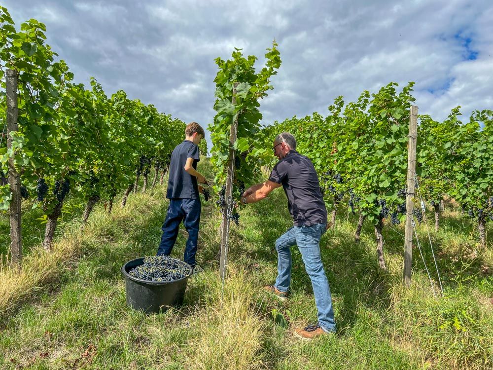 Bei der Weinlese in den Reben bei Waldulm