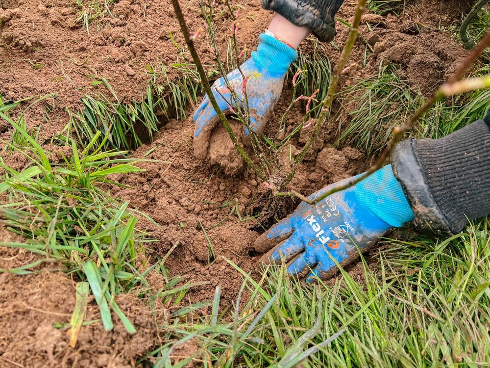 Hände verteilen Erde, um eine Pflanze im Erdloch.
