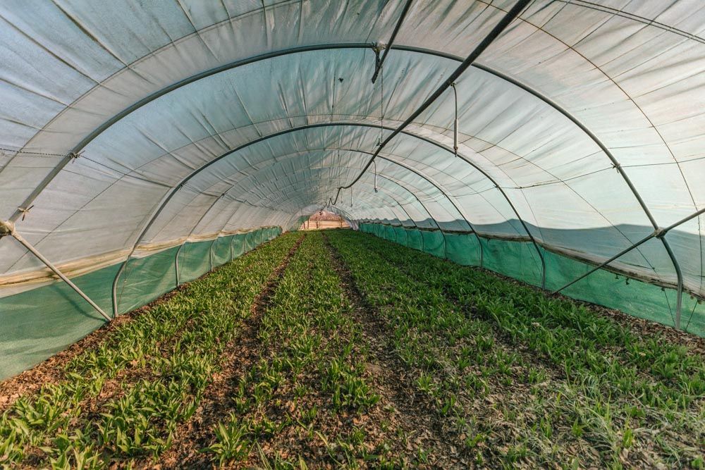 Bärlauchfeld unter einem Gewächshaus-Tunnel