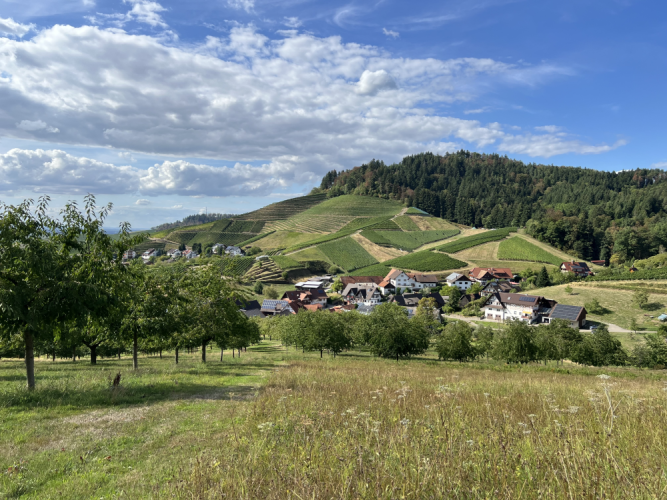Kulturlandschaft mit Wiese, Streuobstwiesen, Weinreben und Wald