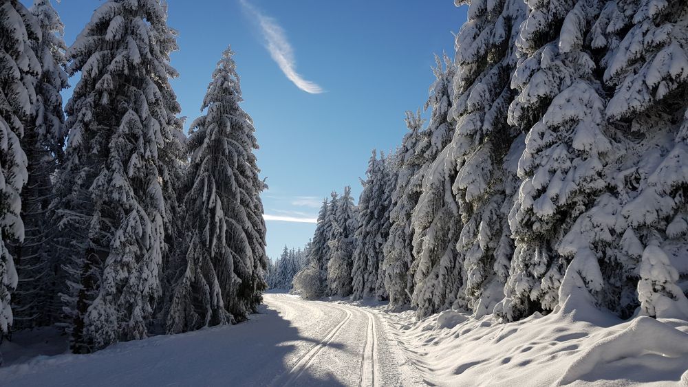 Eine gespurte Loipe führt durch eine verschneite Winterlandschaft im Wald.