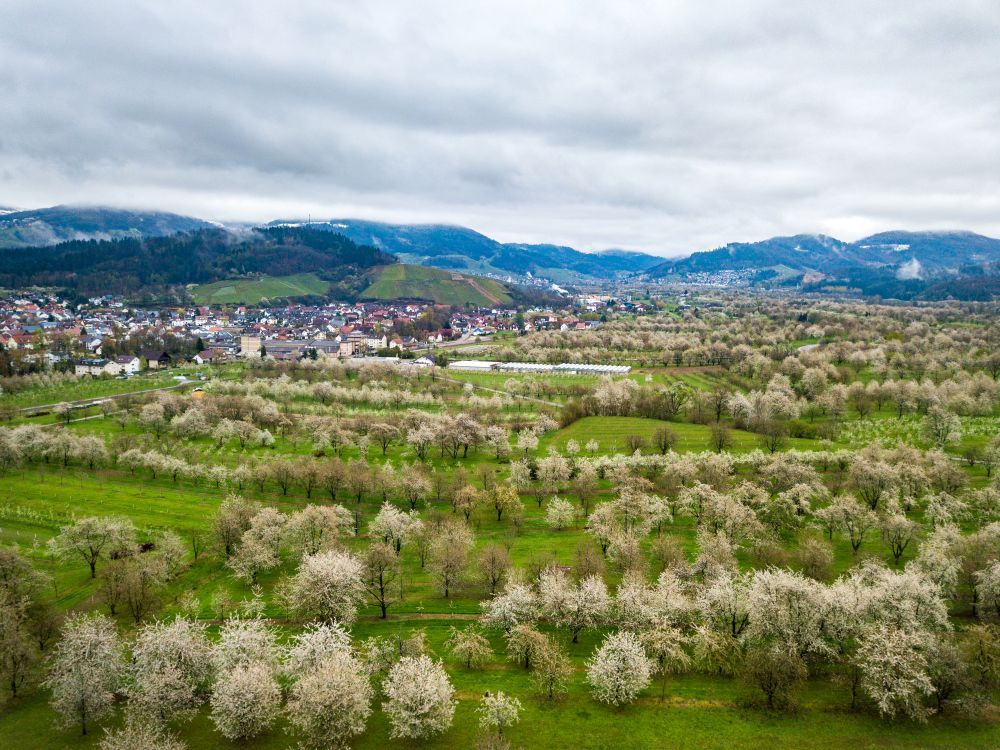 blühende Streuobstwiese vor Schwarzwald Kulisse