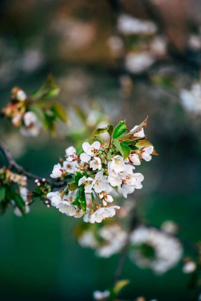 Kirschblüten an einem Ast
