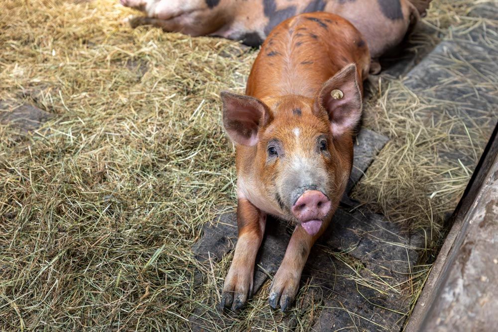 Schwein im Heu